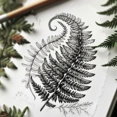 a drawing of a fern leaf on paper