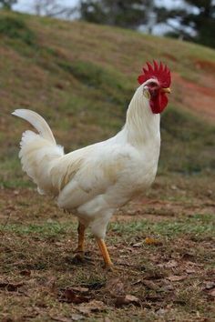 a white and red rooster standing on top of a grass covered field next to a hill