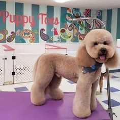 a poodle standing on top of a purple mat in front of a blue and white wall