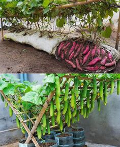 two pictures showing the different stages of growing beans in pots and hanging from a tree branch