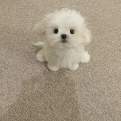 a small white dog sitting on top of a carpet