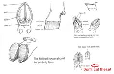 an image of the foot and shoe parts that are labeled in this manual for children