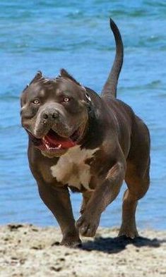 a brown and white pitbull running on the beach with water in the background