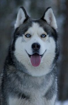 a husky dog with his tongue hanging out