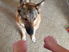 a dog sitting on the floor next to someone's feet