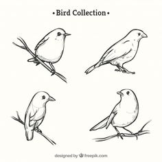 four birds sitting on branches with the words bird collection written below them in black and white