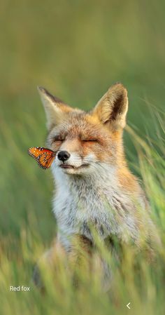 a red fox with a butterfly on its nose in the middle of some tall grass