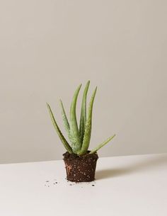 an aloem plant sitting on top of a white table