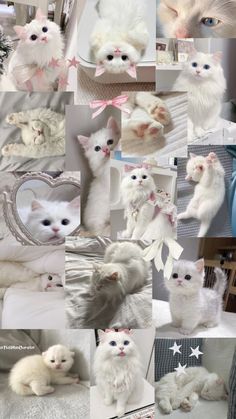 many different pictures of white cats with blue eyes and pink bows on their heads, all looking at the camera