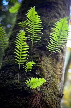 some green plants growing on the side of a tree