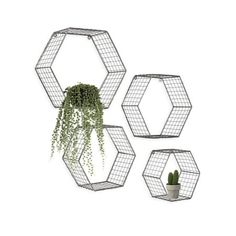 three metal hexagonal planters with plants in them and one hanging from the ceiling