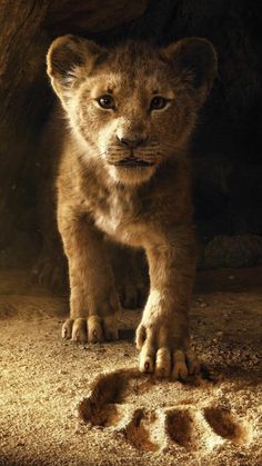 a young lion cub standing in front of a rock formation with his paw on the ground