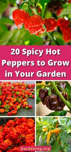 some red flowers and green leaves with the words 20 spicy hot peppers to grow in your garden