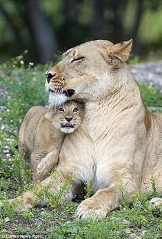 a mother lion and her cub sitting in the grass