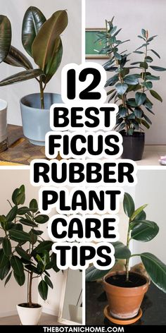 A thriving ruby ficus displayed as part of a plant care guide for indoor gardening enthusiasts. Rubber Tree Plant Care, Ficus Tree Indoor, Rubber Plant Indoor