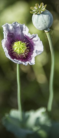 two white and purple flowers with green stems