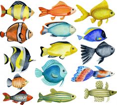 an image of different types of fish in watercolors on the white paper background