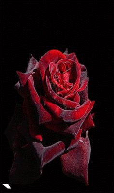 a single red rose on a black background