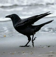 a black bird standing on top of a sandy beach next to the ocean with it's wings spread