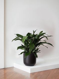 a potted plant sitting on top of a wooden floor next to a white wall