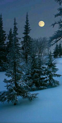 the full moon is setting over some trees in the snowy field with snow on it