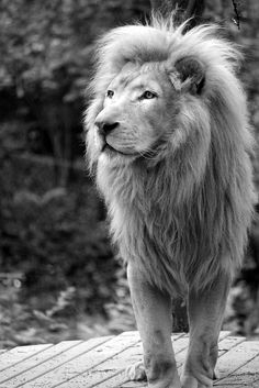 a black and white photo of a lion standing on a wooden platform with trees in the background