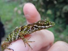 a close up of a person holding a small gecko in their hand with grass in the background