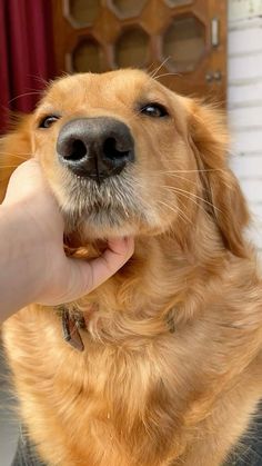 a dog is being petted by someone's hand