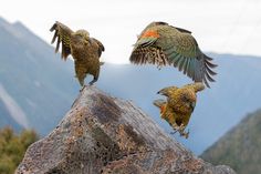 three birds are perched on the top of a rock and one bird is flying over it