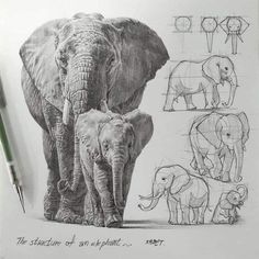 Improve Your Drawing Skills, Improve Your Drawing, Structural Drawing, Animal Drawings Sketches, Elephant Drawing, Animal Study, Your Drawing, Graphite Drawings, Animal Sketches