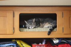 a cat laying on top of a wooden cabinet