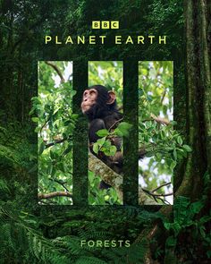 a poster with an image of a monkey in the trees and text that reads planet earth forests