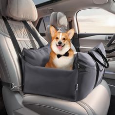 a corgi dog sitting in the back seat of a car