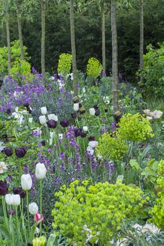 a garden filled with lots of different types of flowers and trees in the back ground