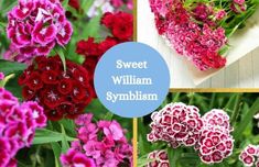 Collage of sweet william flowers. William Meaning, Sweet William Flowers, Lifestyle Block, Dianthus Flowers, Dianthus Barbatus, May Birth Flowers, Sweet William