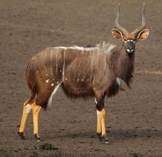 an antelope standing in the middle of a dirt field