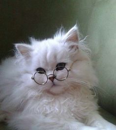 a fluffy white cat with glasses on it's face