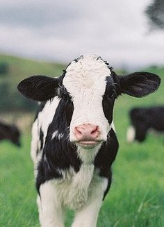 a black and white cow standing on top of a lush green field with other cows in the background