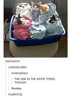 three kittens wrapped in towels sitting on top of a blue chair next to a desk