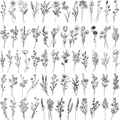 various flowers and plants drawn in ink on paper, each with their own drawing technique