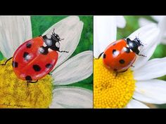 two pictures of ladybugs sitting on top of flowers