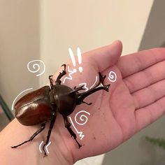 a brown beetle sitting on top of a person's hand