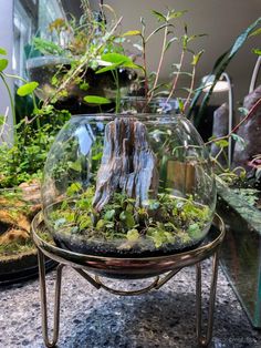 a glass bowl filled with plants on top of a table