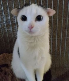 a white and black cat sitting in front of a cage