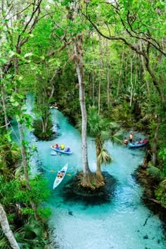 several people in canoes are floating down a blue river surrounded by green trees and palm trees