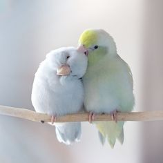 two small white birds sitting on top of a wooden branch together with their beaks touching each other