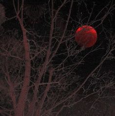 a red ball is in the tree at night time, with no leaves on it