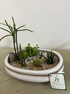 a potted plant sitting on top of a table