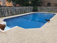 a dog standing next to a swimming pool in a backyard with a bear statue on the edge