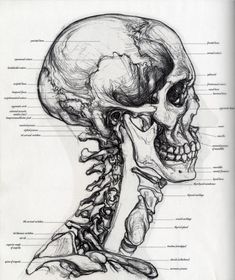 a diagram of the human skull and its major skeletal systems, including the head, neck, and lower limbs